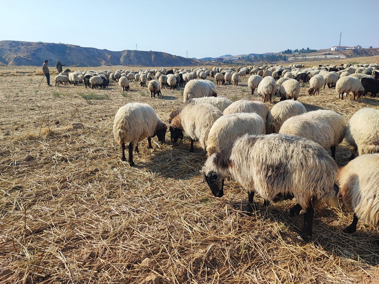 Birlik etkinliği